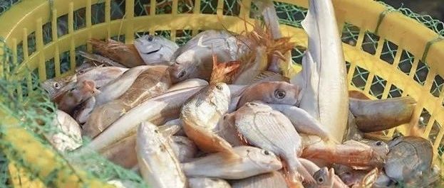 就在明天！泉港峰尾首批渔获即将开售，现场还有精美礼品等你拿→