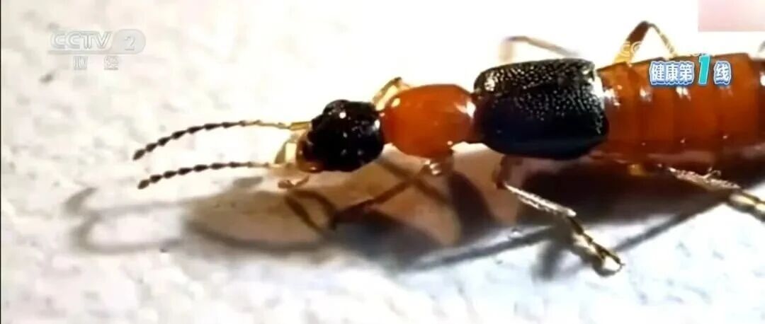 不要拍打！不要拍打！不要拍打！