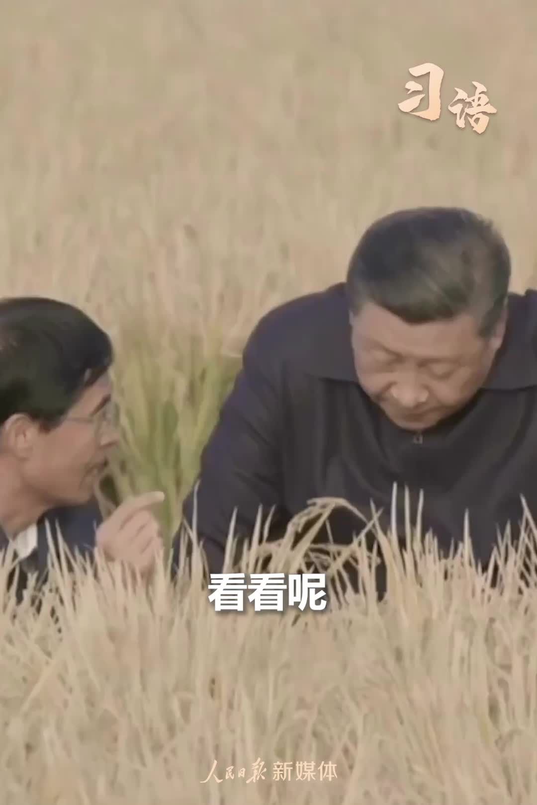 习语｜“始终绷紧粮食安全这根弦”
