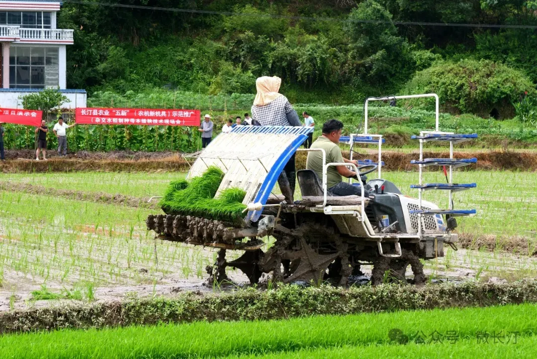 长汀县举行农业五新杂交水稻制种母本机械化插秧技术现场演示活动