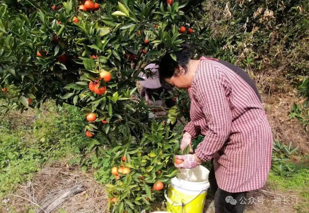 长汀县四都镇圭田村:做好柑橘产业文章 让世纪红长红