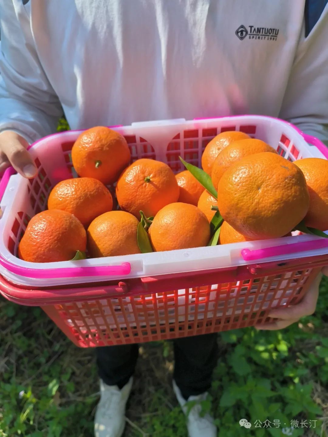长汀县四都镇圭田村:做好柑橘产业文章 让世纪红长红