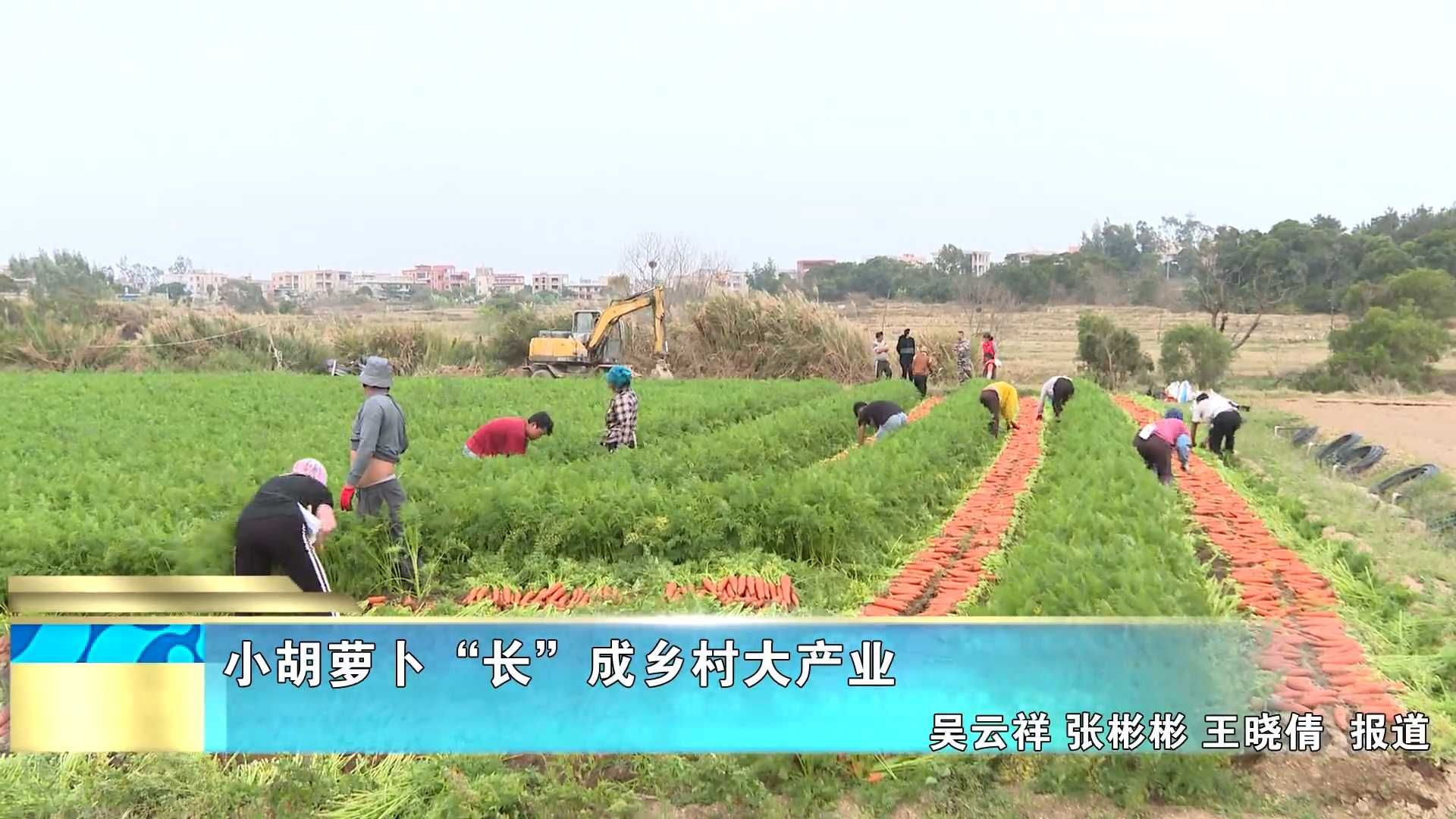 小胡萝卜“长”成乡村大产业