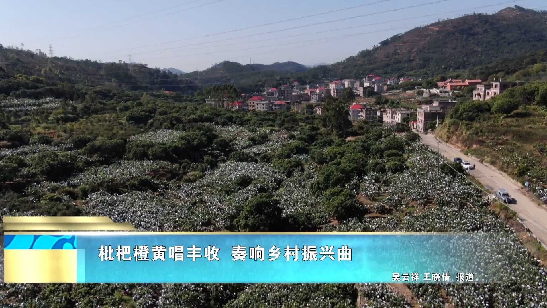 枇杷橙黄唱丰收  奏响乡村振兴曲