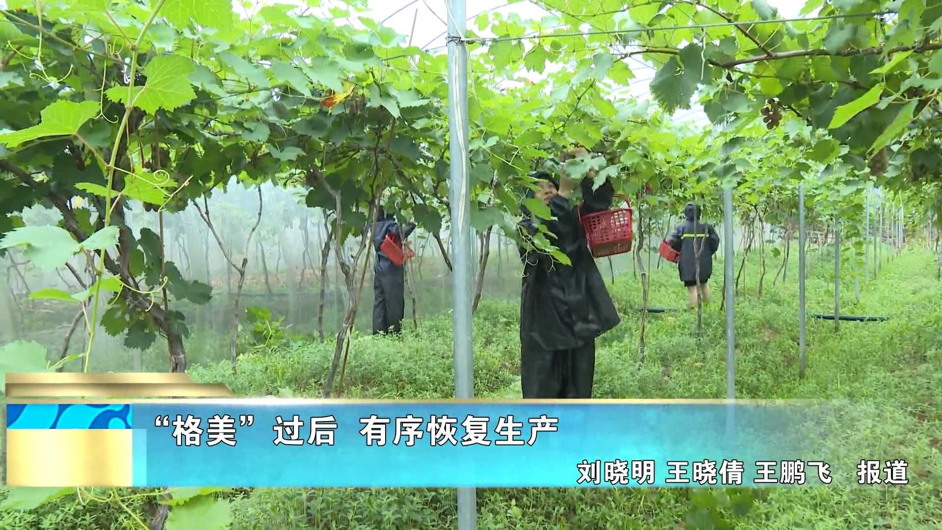 “格美”过后  有序恢复生产