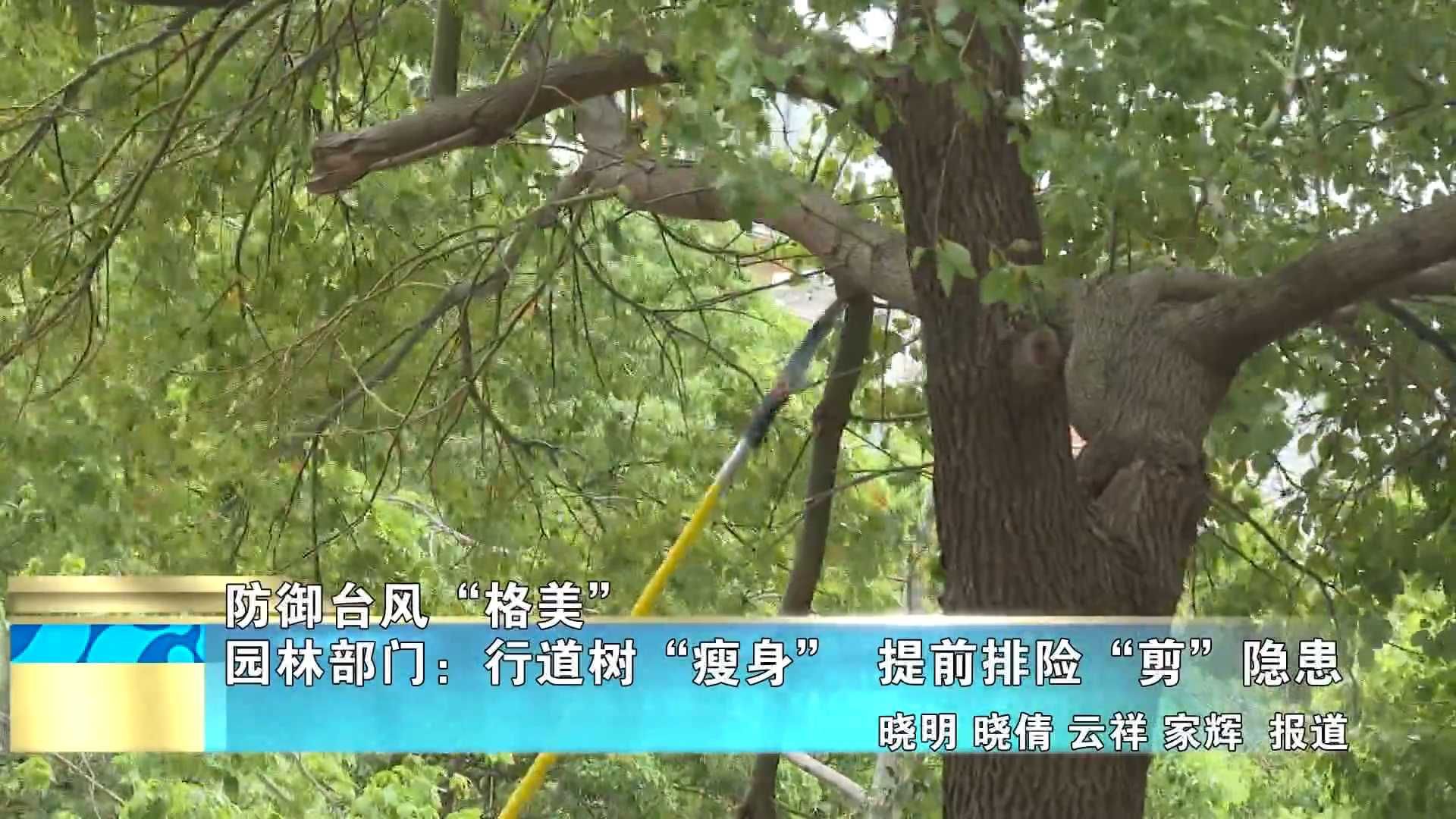 【防御台风“格美”】园林部门：行道树“瘦身”  提前排险“剪”隐患