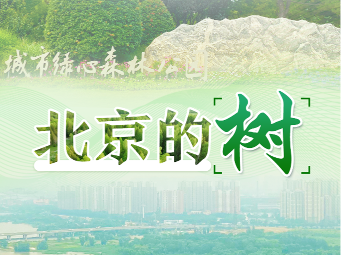 习近平总书记关切事丨北京的树
